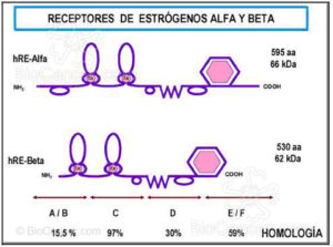 receptores estrogenicos alf x