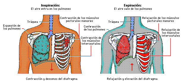 pulmones