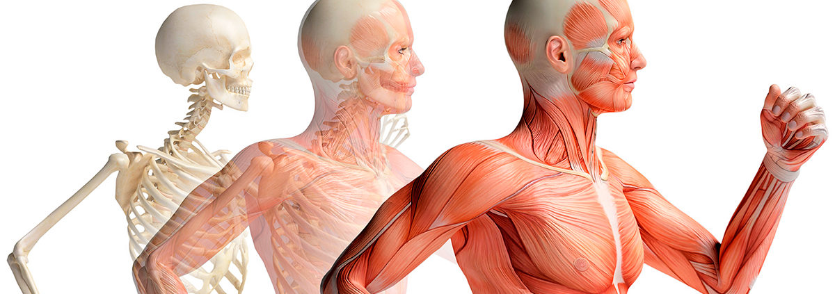 anatomia cuerpo humano x