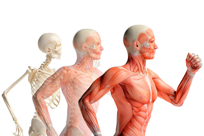anatomia-cuerpo-humano