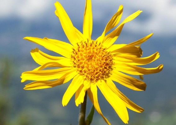 arnica ingrediente kinefis