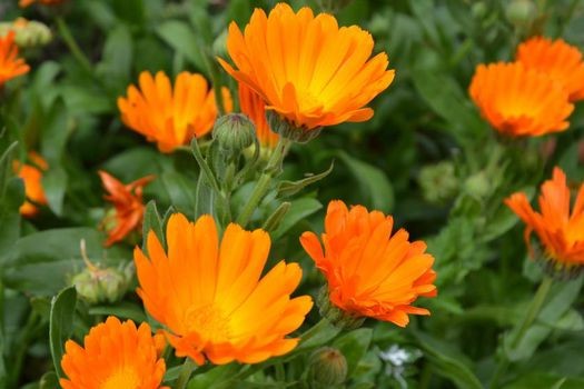 calendula kienfis