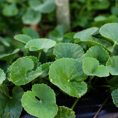 centella asiatica kinefis