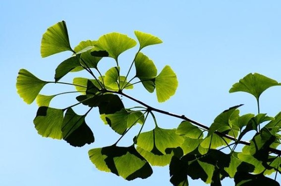 ginkgo kinefis