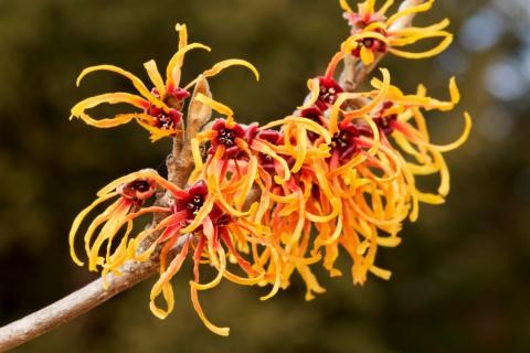 hamamelis kinefis