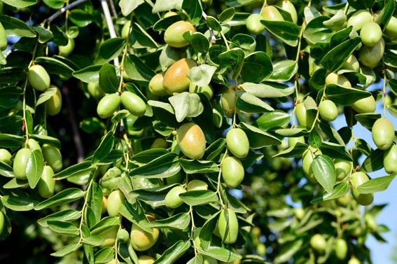 jojoba kinefis