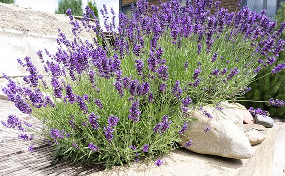 lavanda kinefis