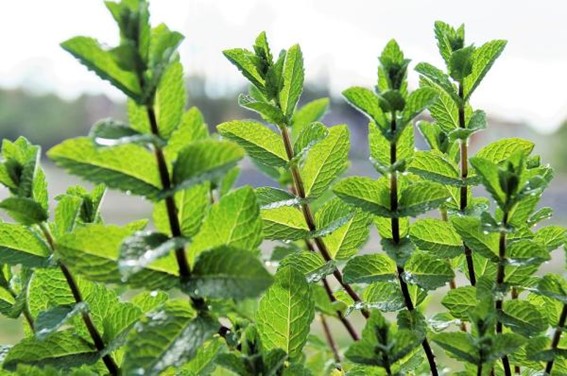 menta kinefis