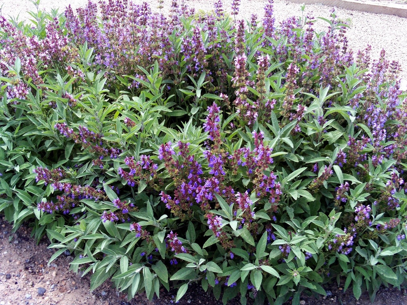 salvia kinefis